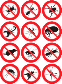 insectos-control-plagas-consureste